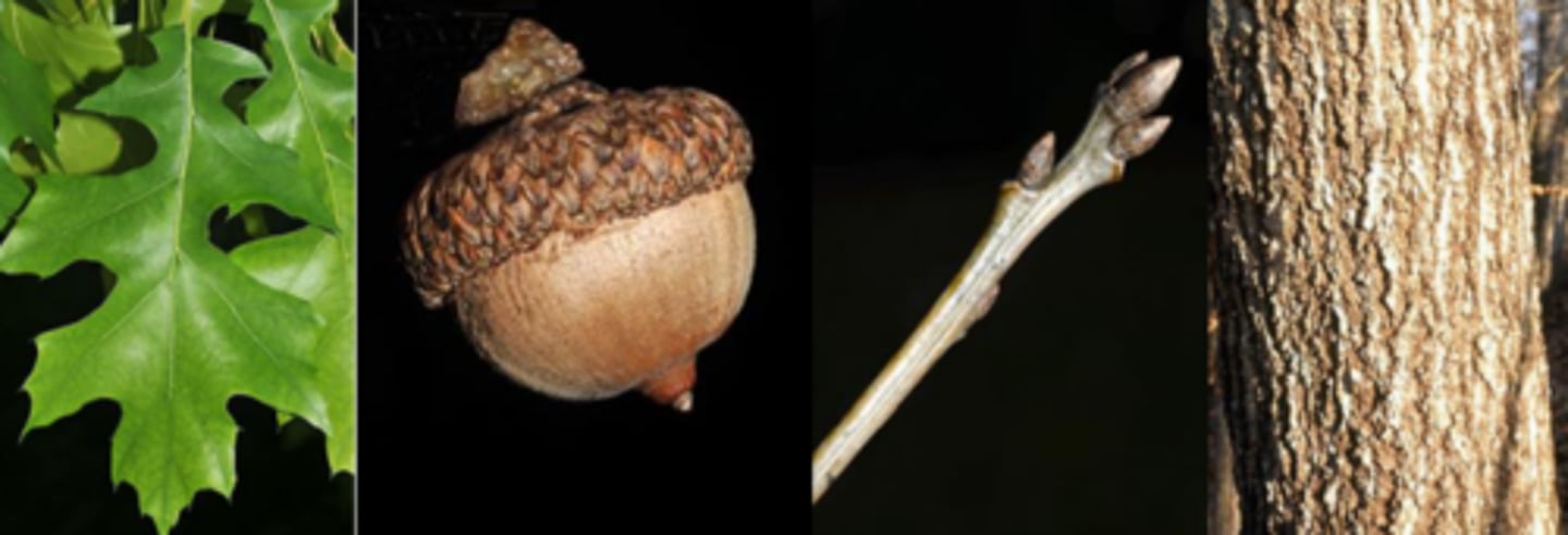 <p>Leaves: 7-9 bristle-tipped lobes ("more" bristles than Q. rubra); Deeper/wider sinuses (compared to Q. rubra); shiny dark green above, duller (yellowish?)-green below. Lobes wider at the tip than base</p><p>Twigs: slender, gray-brown, gray-green on new growth smooth.</p><p>Buds: sharp pointed, not round in cross-section w/ tannish-straw colored imbricated scales.</p><p>Fruit: 2 yr. acorns 1.25 in. long, look like Q. rubra but longer; cap covers ~25% of acorn length, saucer shaped and convex (Q. rubra caps are flat).</p><p>Bark: grayish-brown w/ narrow 'ski tracks' separated by deep fissures. The 'ski tracks' less continuous in length compared to Q. rubra.</p><p>Silvics: Hard to distinguish from northern red oak. Not as common; prefers moist, well-drained sites, but can be found on both poorly drained, swampy sites as well as upland; very intolerant of shade</p>