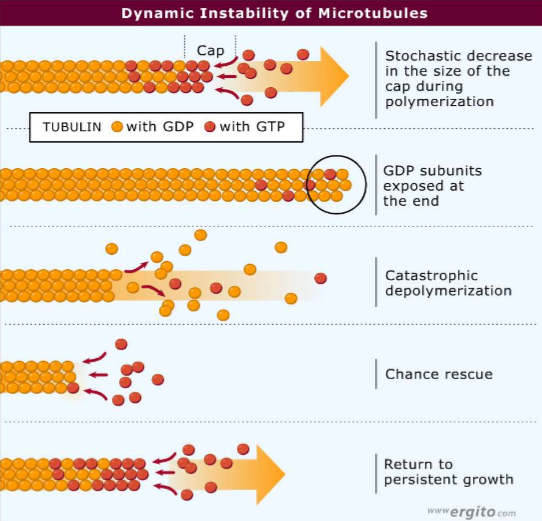 <p>The tendency for tubulin’s stochastic decrease in size when GDP-bound subunits are exposed at the end, leading to catastrophic depolymerization</p>