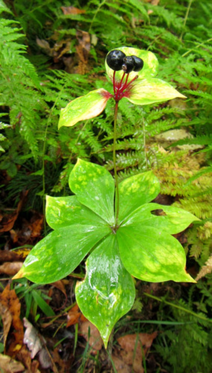 <p>Indian cucumber root</p>