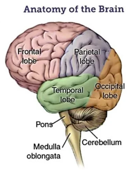 <p>Medulla.</p>