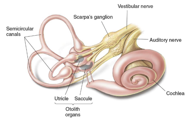 <p>Humans = <strong><u>Vestibular labyrinth</u></strong></p><ul><li><p>Otolith organs – acceleration and tilt</p></li><li><p>Semicircular canals – head rotation</p></li><li><p>Both use hair cells to detect changes</p></li><li><p>~20,000 vestibular axons</p><ul><li><p>Cell bodies in Scarpa’s ganglion</p></li></ul></li></ul><p></p>