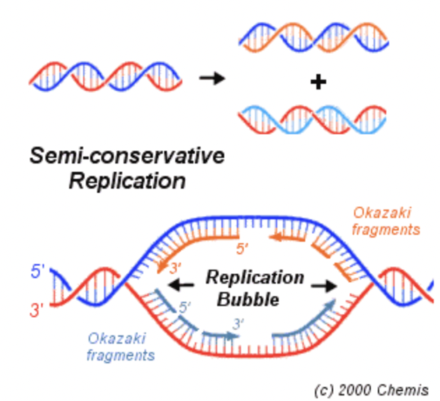 (DNA replication) 

\
Segment of a DNA molecule that is unwinding and undergoing replication

\
a region of DNA, in front of the replication fork, where helicase has unwound the double helix