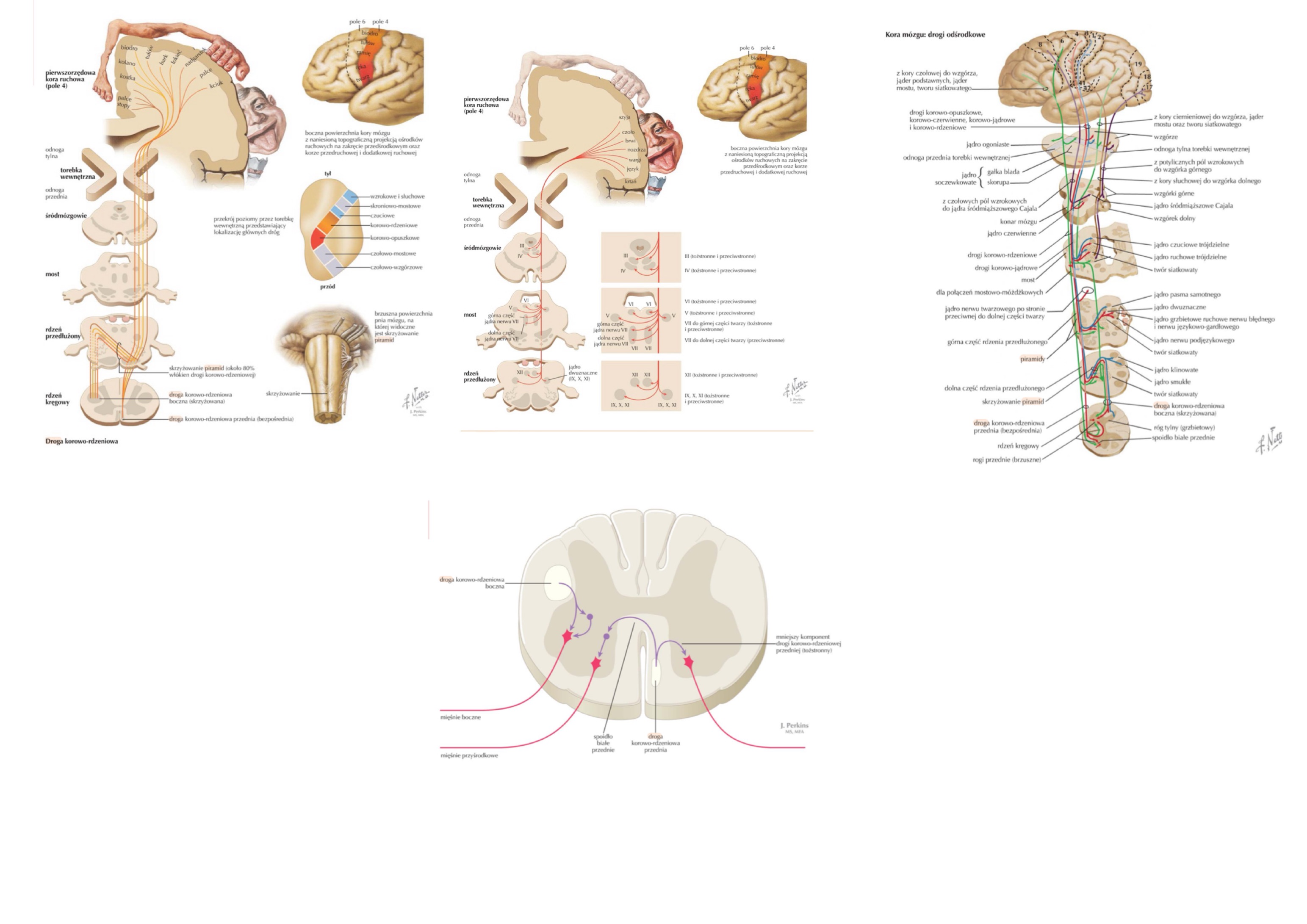 <p>droga korowo-rdzeniowa (corticospinal tract)</p>