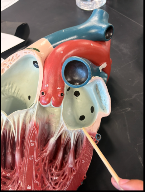 <p>What is this?</p>