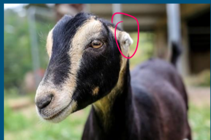 <ul><li><p>Dairy breed </p></li><li><p><strong>Tiny ears </strong></p></li><li><p><strong>American breed </strong></p></li><li><p>Distinctive ears </p></li><li><p>Hardy breed </p></li></ul>
