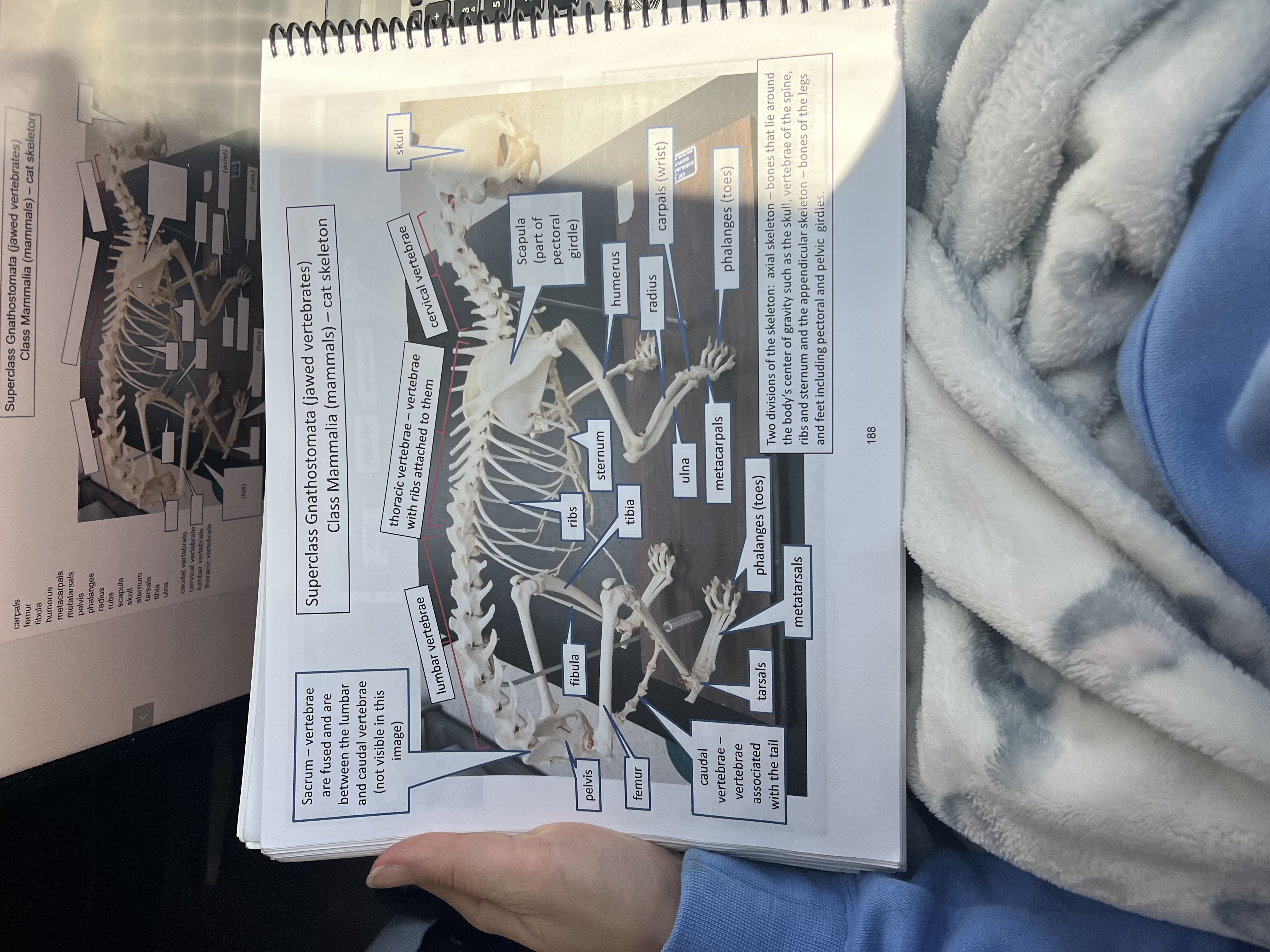 knowt flashcard image