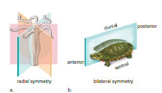 Radial versus bilateral symmetry.