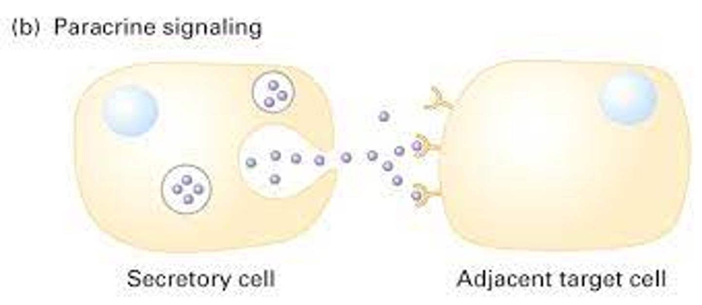 <p>Paracrine signaling: cell secretes a signaling molecule that will signal close by cells that have a receptor for it.</p>