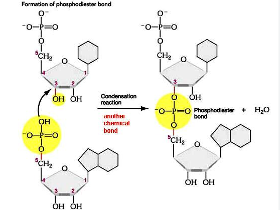 <ul><li><p><span>Also synthesized in the 5’ to 3’ direction in a condensation reaction&nbsp;</span></p></li><li><p><span>A phosphodiester bond forms between phosphate group from one nucleotide and the hydroxyl group from the second nucleotide</span></p></li></ul><p></p>