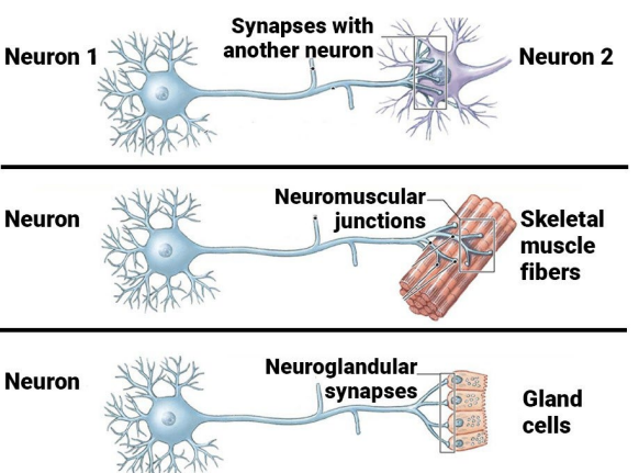 Verbindung mit:
• Anderem Neuron
• Muskelzelle: Neuromuskuläre Endplatte
• Drüsenzelle (endo- oder exokrine Drüsen): Neuroglanduläre Synapse