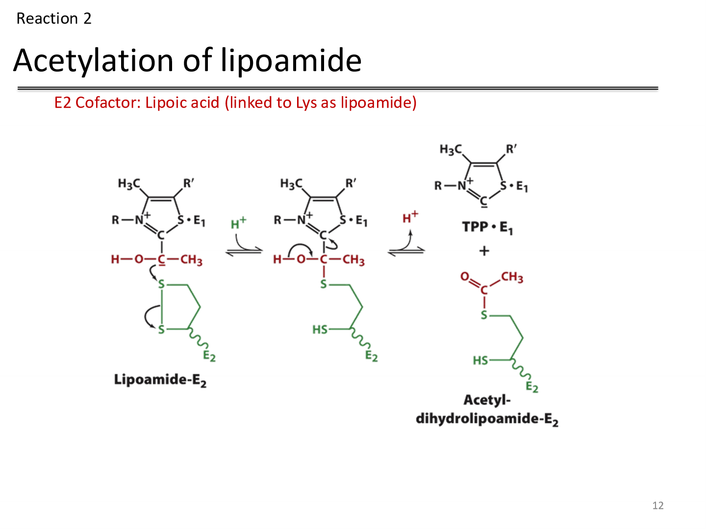 <p>Reactant: hydroxyethyl TPP carbanion —&gt; attacks the Lipoamide disulfide</p><p>Enzyme: Dihydrolipoyl transacetylase</p><p>Cofactor: Lipoic acid, covalently linked to a Lys on the enzyme&nbsp;</p><p>Product: TPP is eliminated and acetyl-dihydrolipoamide remains</p>