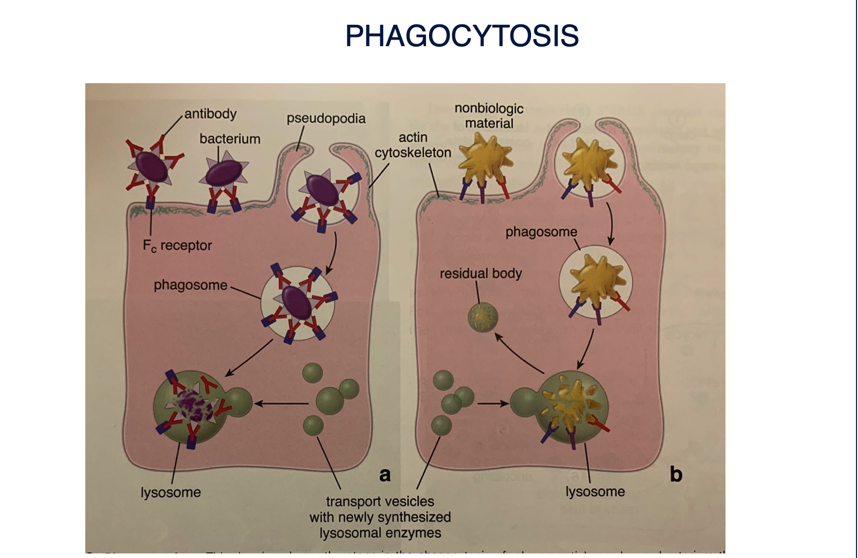<p><span>Phagocyt. Is a special receptor mediated endocytosis. Is performed by a specialized group of cells belonging to the Mononuclear phagocytic system and occurs when we have to neutralize big bad things(from a cell POV)</span></p><img src="https://knowt-user-attachments.s3.amazonaws.com/bf3ab868-3ce5-41fb-a71b-69085dd93085.png" data-width="100%" data-align="center"><p></p>