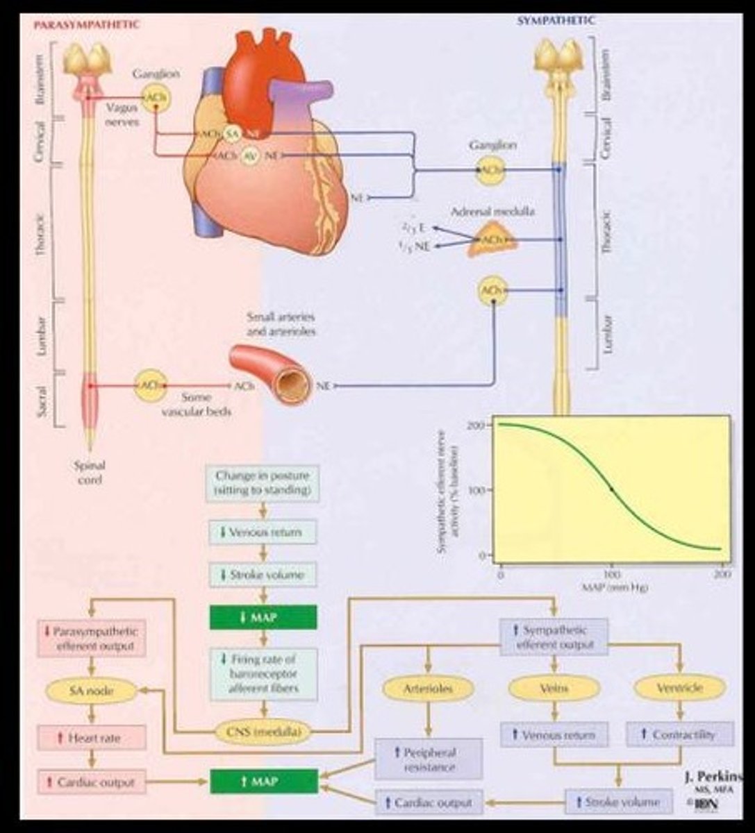 <p>Controls involuntary bodily functions, including blood pressure.</p>