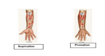 <p></p><ul><li><p><strong>Function:</strong> These muscles rotate the forearm so that the palm faces downward.</p></li><li><p><strong>Example:</strong> Pronator teres and pronator quadratus muscles.</p></li></ul><p></p><ul><li><p><strong>Function:</strong> These muscles rotate the forearm so that the palm faces upward.</p></li><li><p><strong>Example:</strong> Supinator muscle.</p></li></ul><p></p>