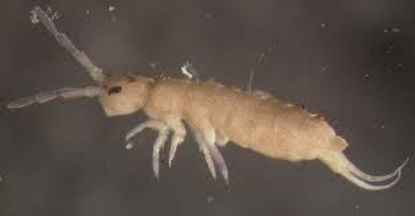 <p>Springtails</p><p>- Collophore (peg-like structure on 1st abdominal segment)</p><p>- Primitive compound eye</p><p>- Furcula (jumping fork) -&gt; end of abdomen</p><p>- Live in moist environment (even water surface); soil/ bark/ freshwater ponds</p><p>- Dense populations</p><p>- Indirect sperm transfer</p>