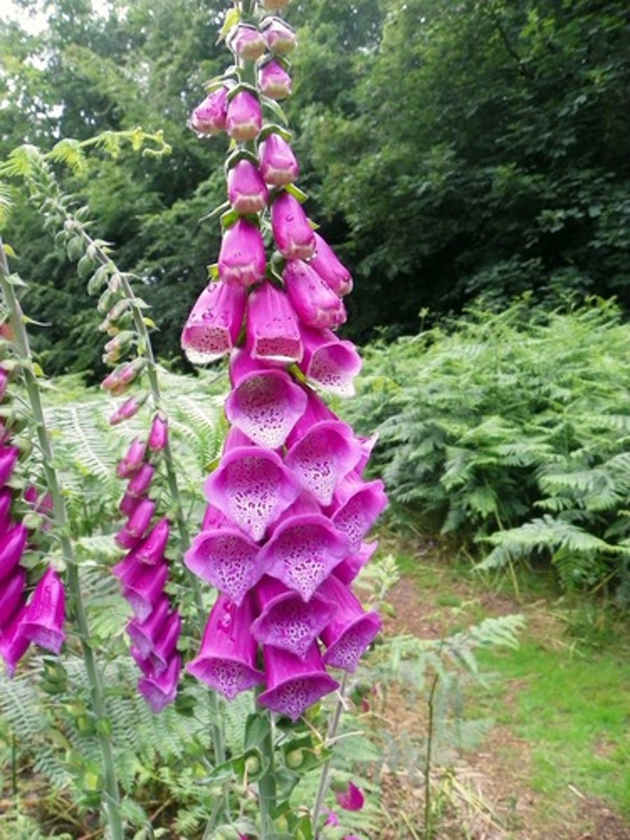 <p>Naparstnica purpurowa (kwiat cięty, rabaty, ogrody)</p>