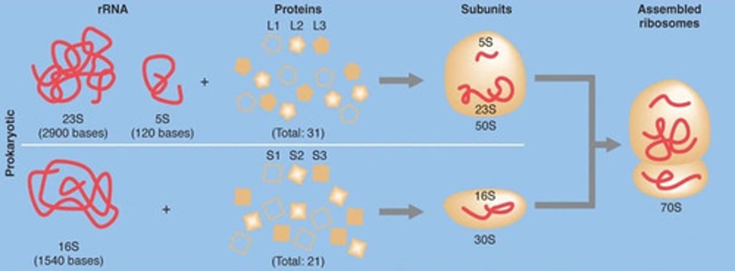 <p>Ribosomal RNA (rRNA) provides both a functional and structural role within the ribosome, a key participant in protein translation.</p><p>This is quite different than mRNA's information-storage role.</p>