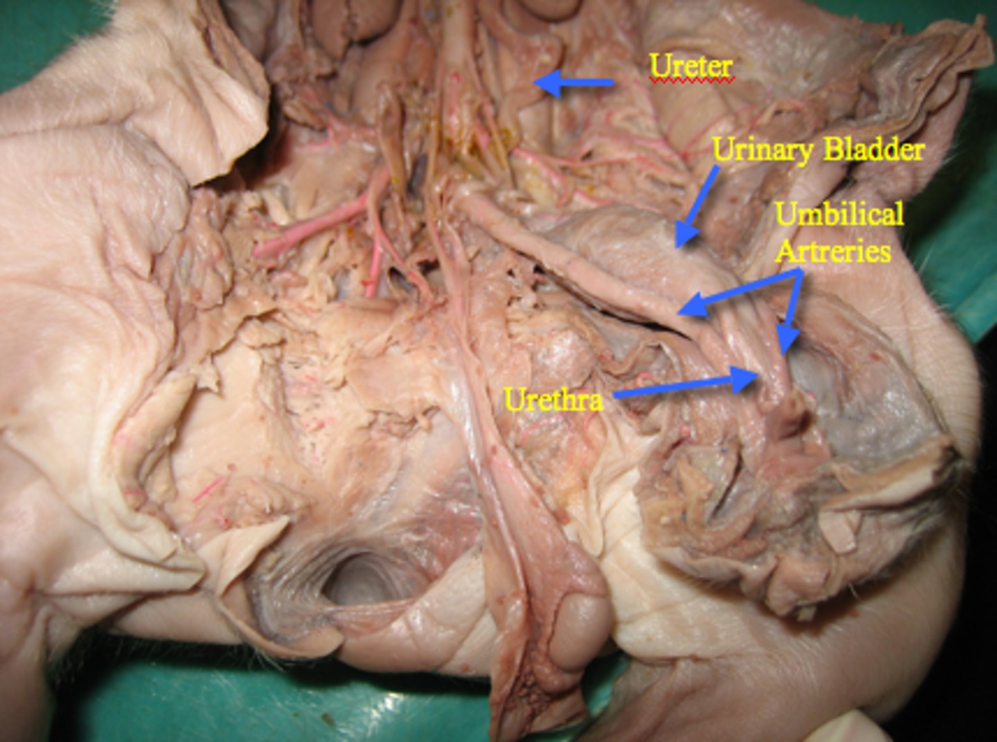 <p>Opening to outside</p>