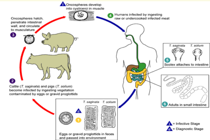 knowt flashcard image