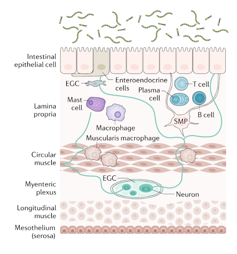 <ul><li><p>second brain that still communicates with the PNS</p><ul><li><p>enteric glial cells (EGC) regulate the epithelial barrier and neuroendocrine communication</p></li><li><p>submucosal plexus (SMP) regulates enterocyte secretion and absorption and is in close proximity to intestinal microbes</p></li><li><p>macrophages of the muscularis are in close proximity with the myenteric plexus</p></li></ul></li></ul><p></p>