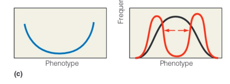 <p>phenotypes at both ends of the distribution have higher fitness than the mean phenotype — selective pressures different at each extreme</p>