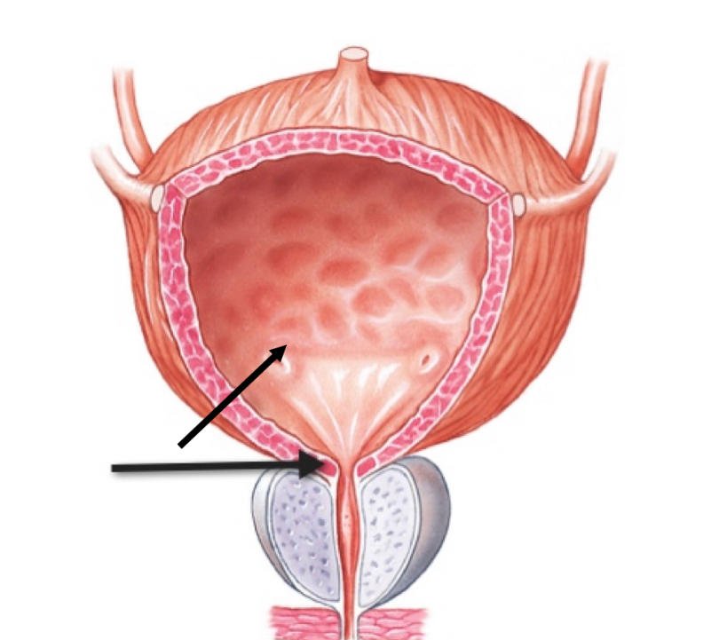 <p>Name the structure </p>
