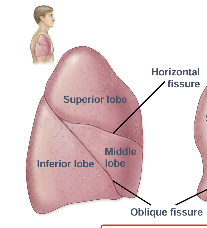 <p>3 lobes</p><p>2 fissures: oblique and horizontal</p>
