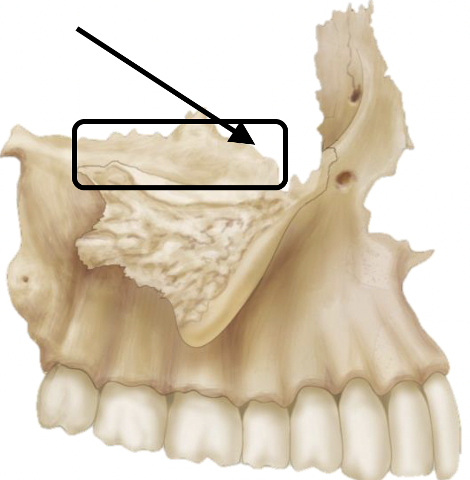 <p>Name the bone marking</p>