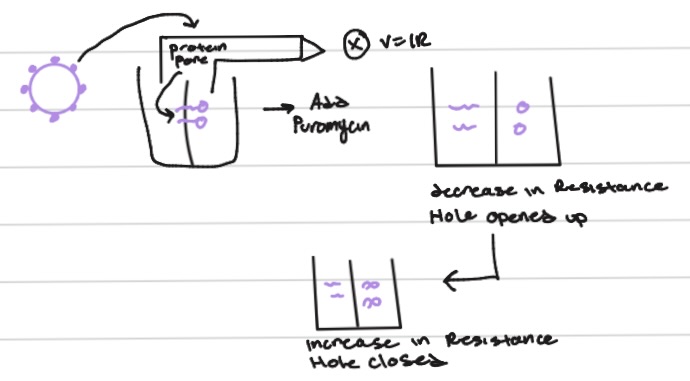 <p>ohms law (V=IR)</p>