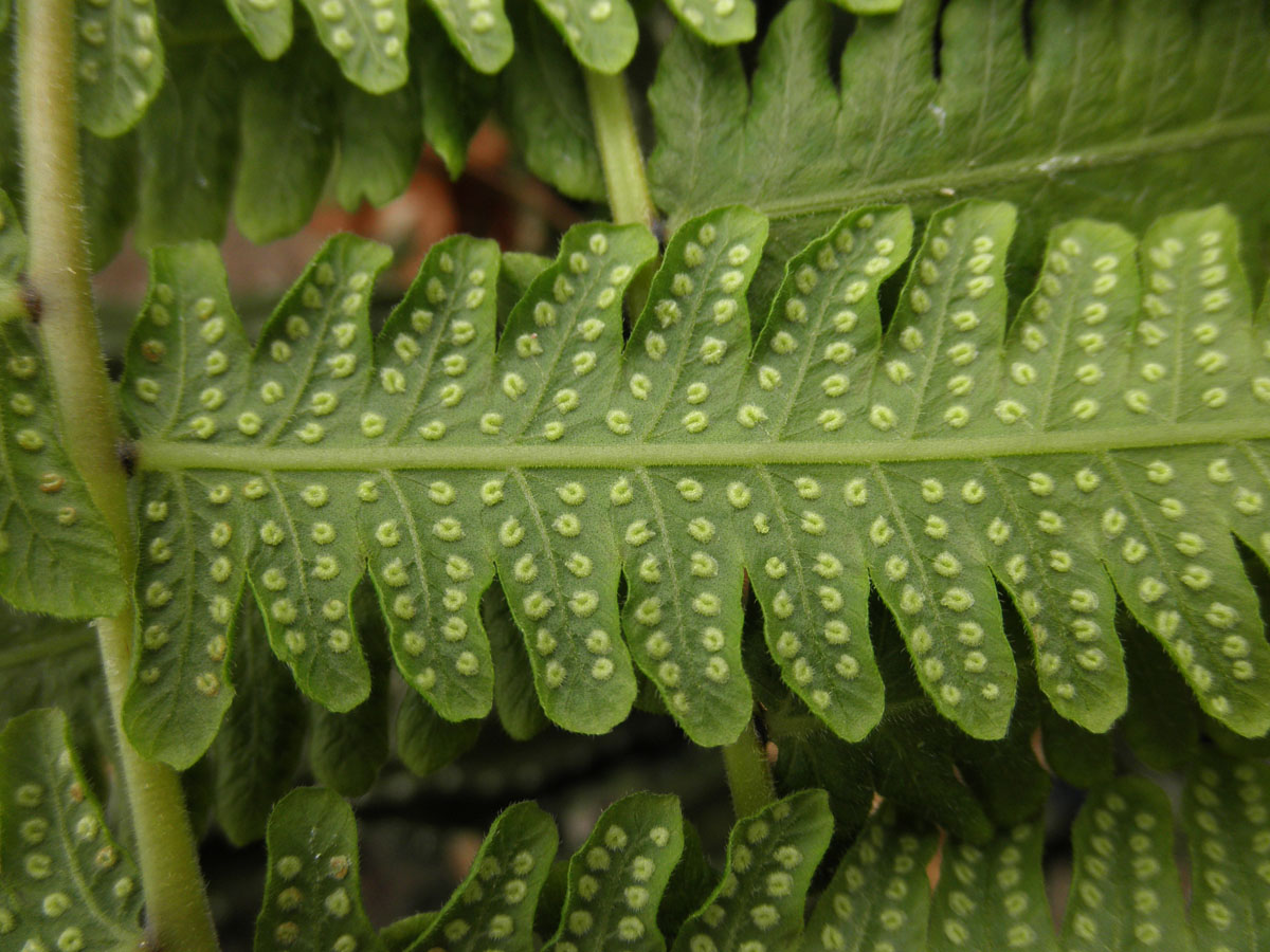 <p>What are the identifying features of the Thelypteridacaeae family?</p>