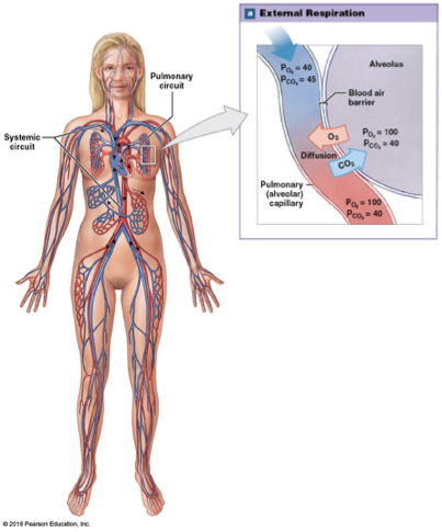 <p>blood in systemic circuit arteries and arterioles carry blood to tissues </p><p>po2 of 95 mmHg and pco2 of 40 mmHg </p>