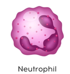 <p>granulocyte: desc neutrophils and their fxn</p>