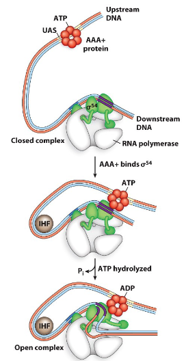 <ul><li><p>responsible for nitrogen take up</p></li><li><p>requires an IHF protein (DNA binding and bending protein)</p></li><li><p>requires AAA+ protein that hydrolyses a ATP</p></li></ul><p>STEPS</p><ul><li><p>AAA+ binds upstream DNA and then sigma 54</p></li><li><p>IHF binds the DNA and bends it </p></li><li><p>AAA+ hydrolyzes an ATP on the DNA</p></li></ul>