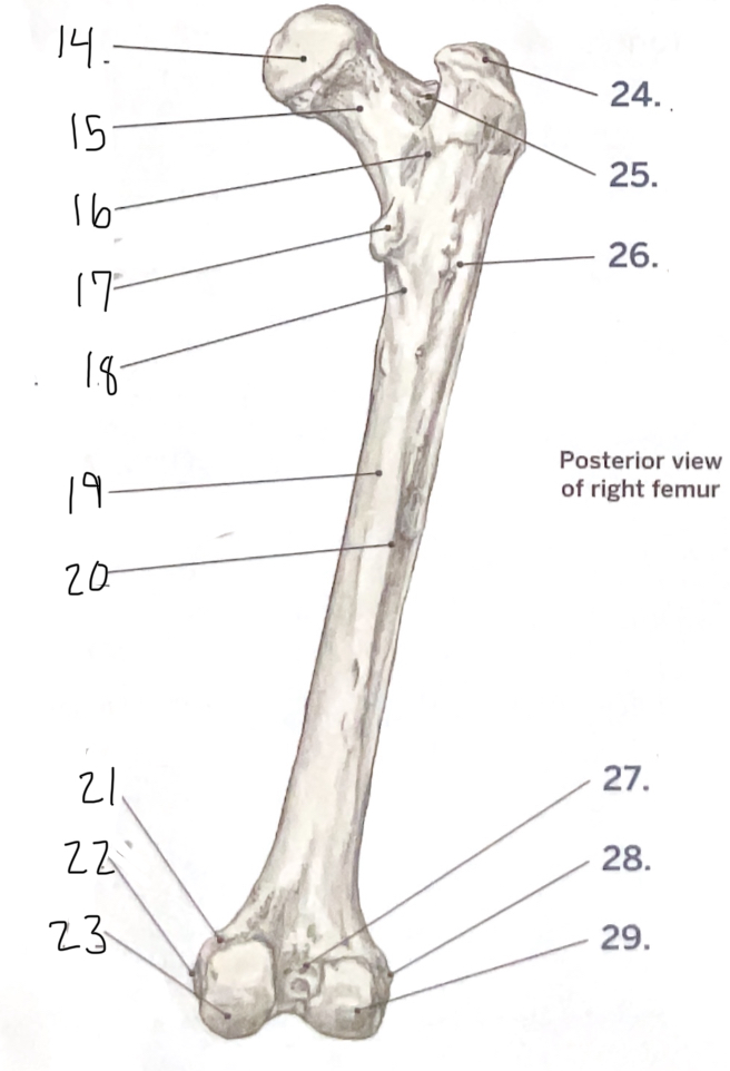 <p>17</p>