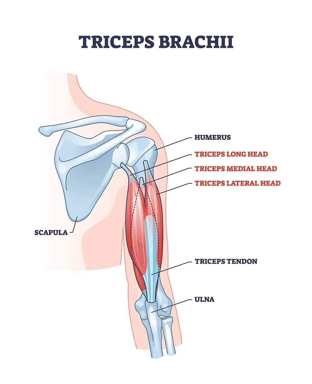 <p>3-headed (long, lateral, medial) muscle on back of upper arm; responsible for elbow extension (straightening of arm), shoulder extension, &amp; pushing motion</p>