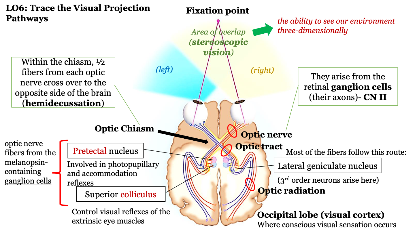 involved in photopupillary and accommodation reflexes