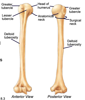<p>divides the head of the humerus from the greater and lesser tubercles of the humerus</p>