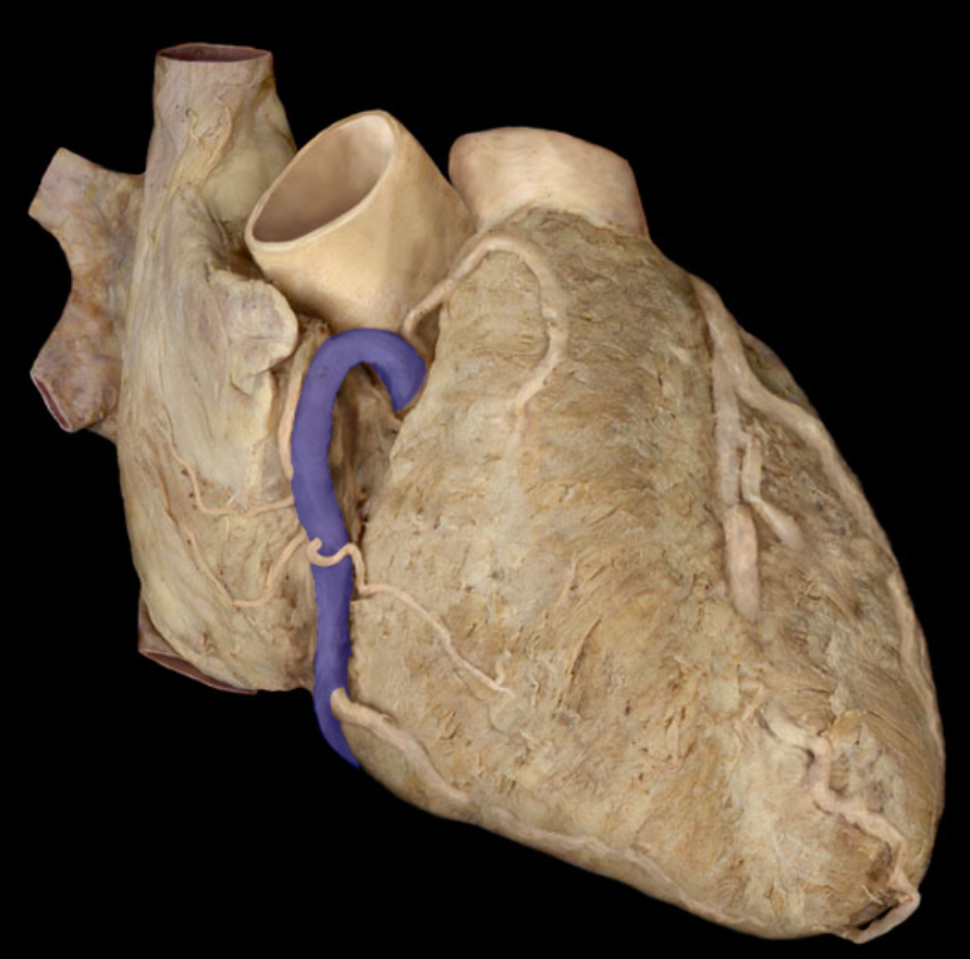 <p>Identify the structure</p>