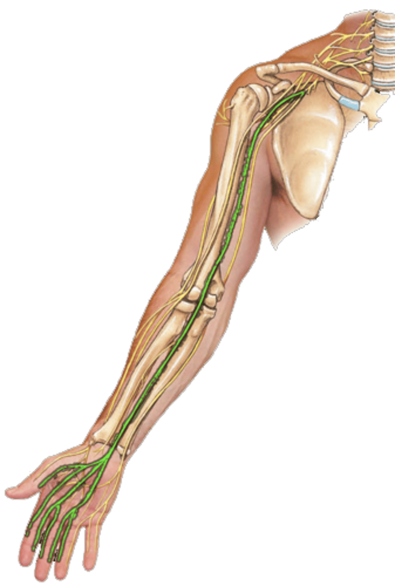 <p>enters through carpal tunnel and recurrent branch innervates the thenar compartment muscles</p>
