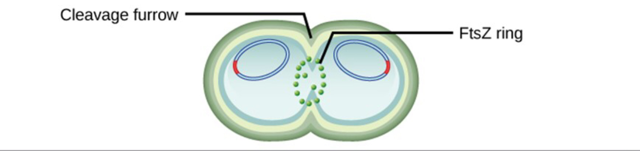 <p>Chromosomes moved to opposite sides of cells, FtsZ forms a ring </p>