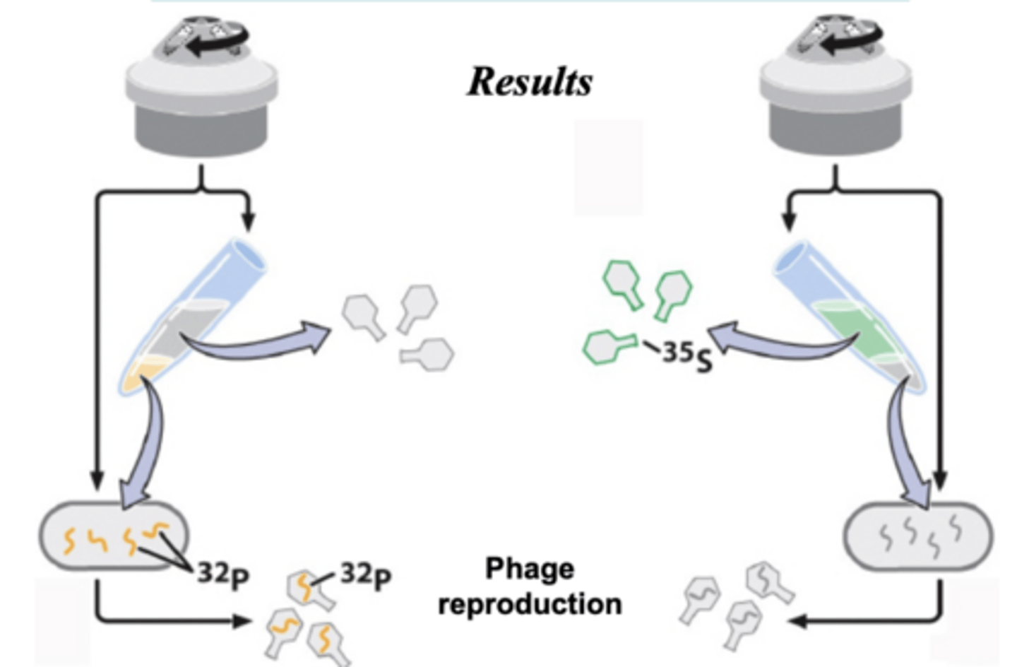 <p>- found DNA is not a protein but genetic material in bacteriophages</p><p>- DNA is the infectious agent in bacteriophages</p><p>- used radioactivity with phosphorus and sulfur</p>