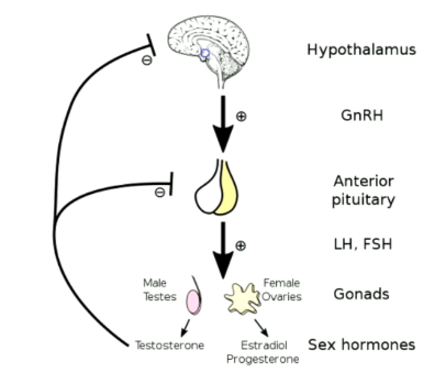 <p>Hypthalamic-Pituritary-Goand-axis</p><p></p>