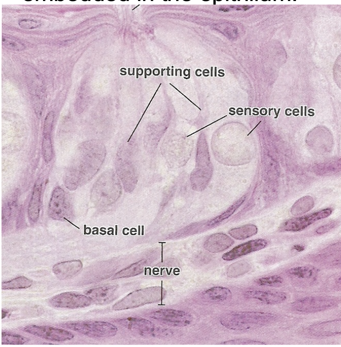 <p><span style="font-family: ArialMT">Beneath the taste buds are nerve fibers that are</span></p><p><span style="font-family: ArialMT">also lightly stained</span></p><p><span style="font-family: .SFUI">Easily </span><span>identified by LM</span> 3 cells (1) basal cells which are stem cells (2) supporting cells (3) taste receptor cells of sensory cells and these cells synapse with afferent nerves </p><p>Have pore opening and microvilli </p>