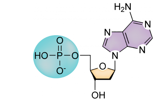 <p>a common monomer for nucleic acids consisting of a nitrogenous base, a phosphate group (PO4-), and a sugar (typically ribose)</p>