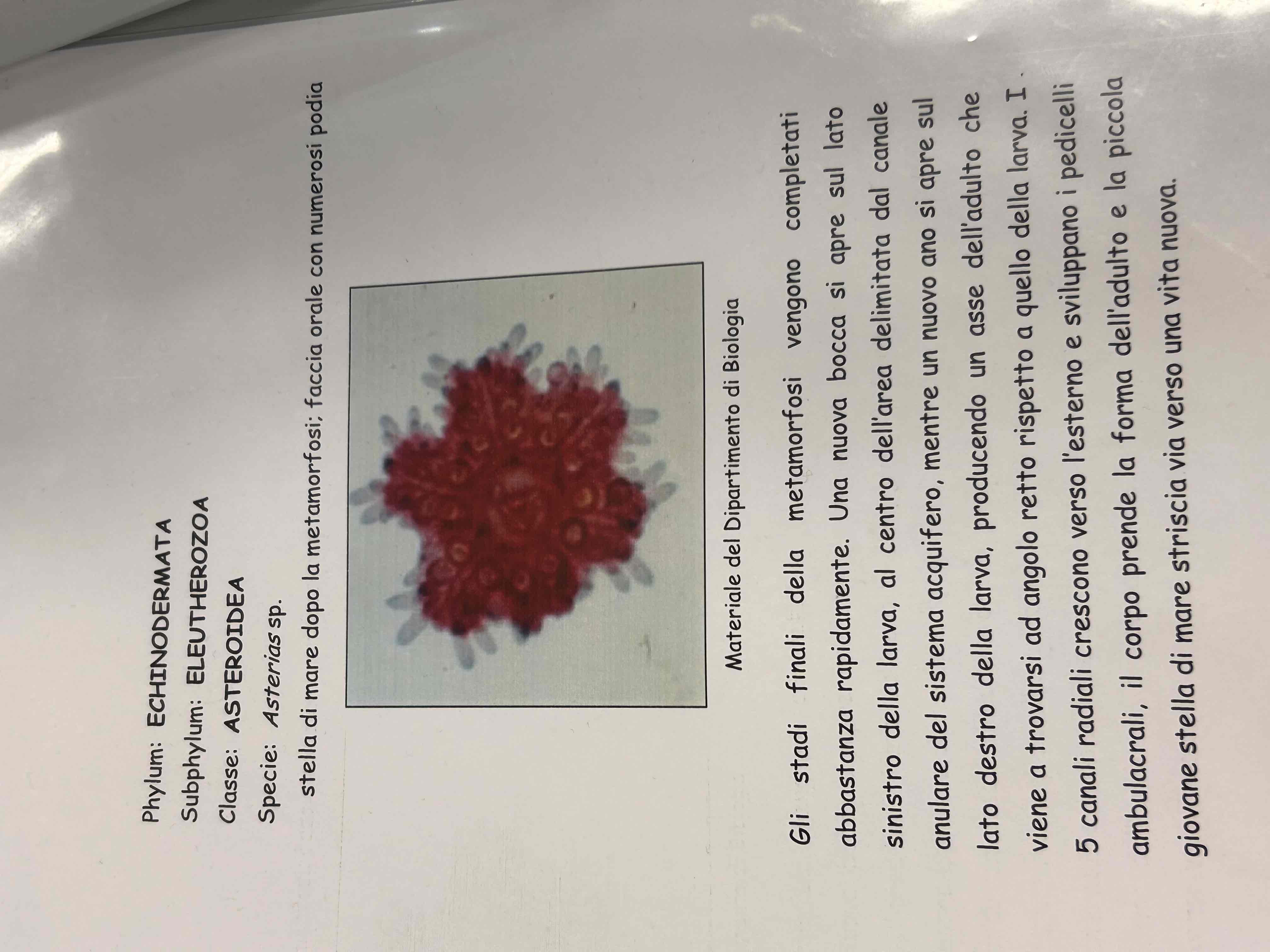 <p>Echinodermata</p><p>Asteroidea</p><p>Asterias sp (dopo metamorfosi)</p>