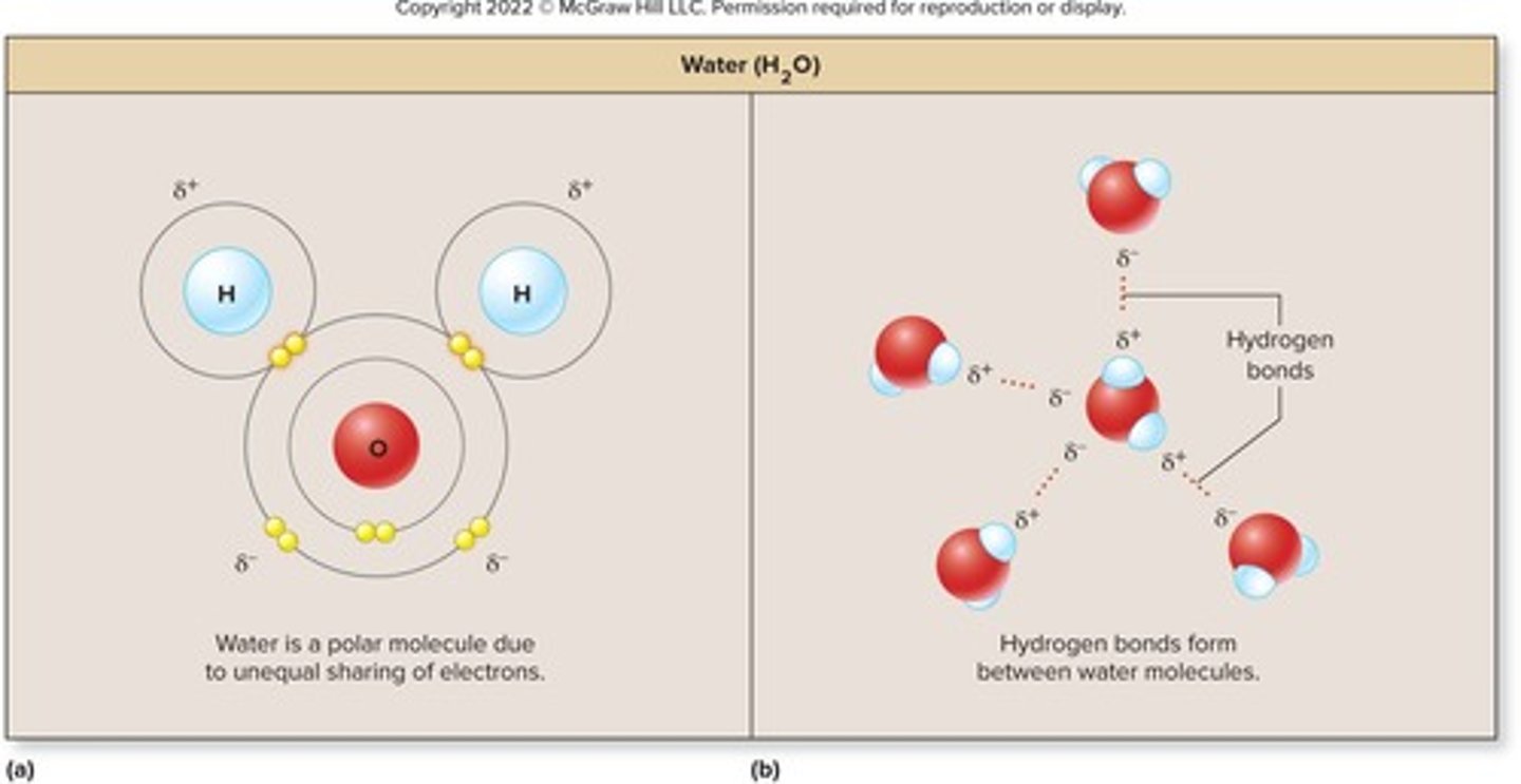 <p>composes 2/3 of human body by weight, polar molecule, one oxygen atom bonded to two hydrogen atoms, oxygen atom has two partial negative charges, hydrogens have single partial positive charge, can form four hydrogen bonds with adjacent molecules, central to water's properties</p>