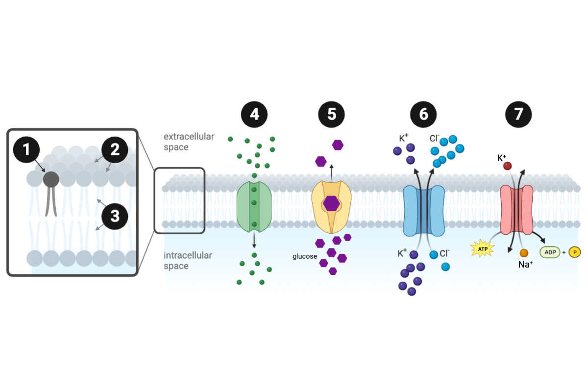 <p>Which protein transporter(s) can move molecules across the membrane against a concentration gradient? Select <strong>all</strong> that apply.</p><ul><li><p><span>a. Protein <strong>4</strong></span></p><p><span>b. Protein <strong>5</strong></span></p><p></p></li><li><p><span>c. Protein <strong>6</strong></span></p><p></p></li><li><p><span>d. Protein <strong>7</strong></span></p></li></ul><p></p>