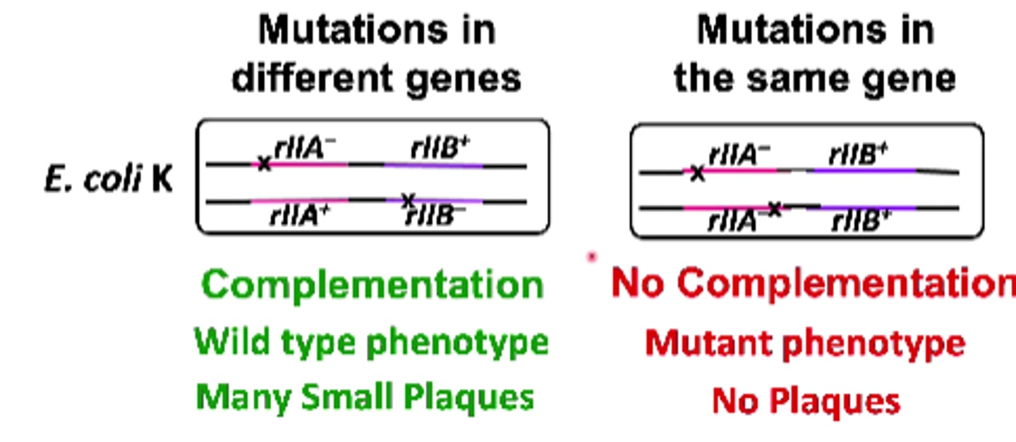 <p>mutations in same gene --&gt; complementation does not occur, mutations = alleles of same locus</p><p></p><p>mutations in diff genes --&gt; complementation <strong>does</strong> occur, mutations are NOT alleles</p>