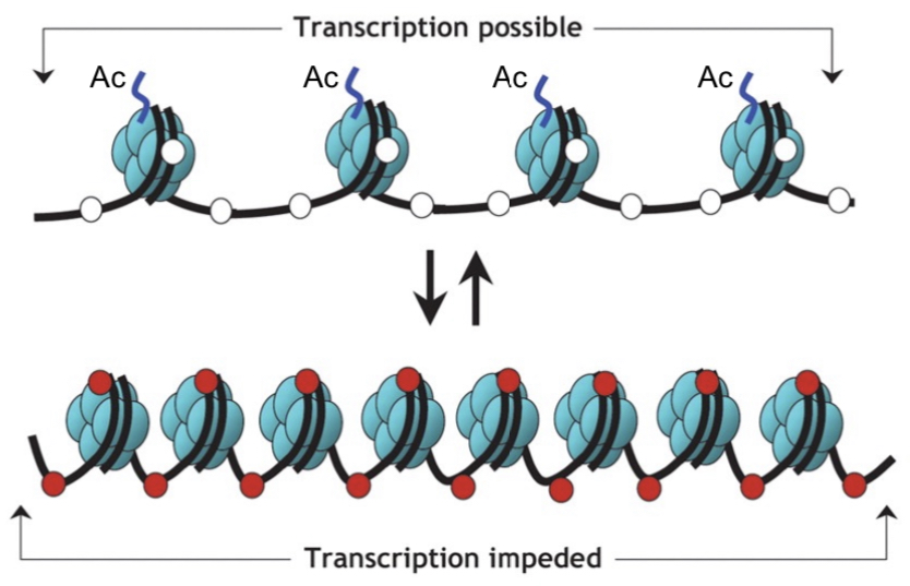 <p>active (open) chromatin</p>