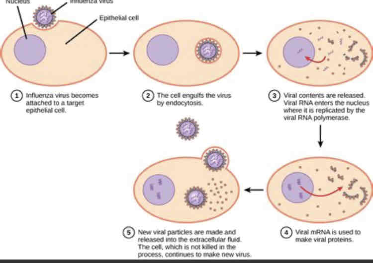 <p>Host cell recognition is through surface cell receptors</p><p>Viruses use the host cell machinery, which is the energy, organelles and reagents to produce new nucleic acid and proteins.</p><p>The new virions assemble and leave the host cell.</p><p>The cell is often destroyed in the process.</p>